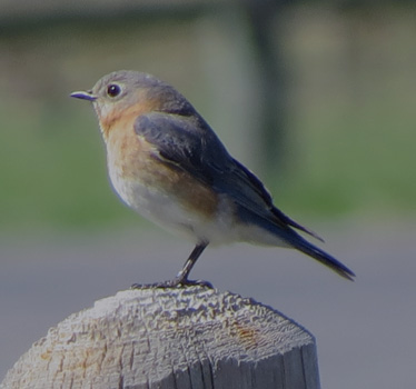 Eastern Bluebird female DeSoto 95th 4_4_2015